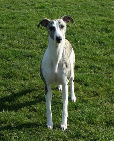 starline's coco chanel|Starline Whippets .